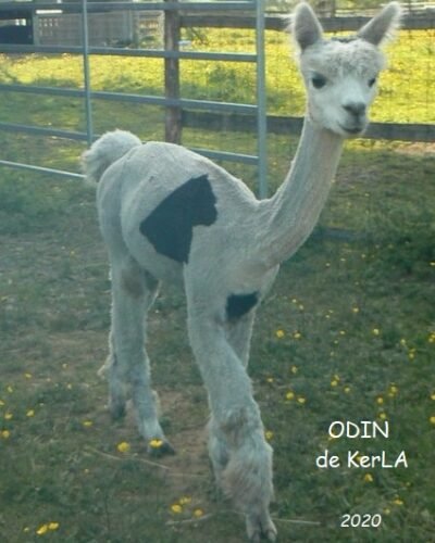 ODIN, né en 2016