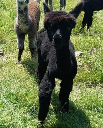 PRINCE NOIR de KerLA - oct 2017 - Première tonte : 17,1µ - SD : 3,6